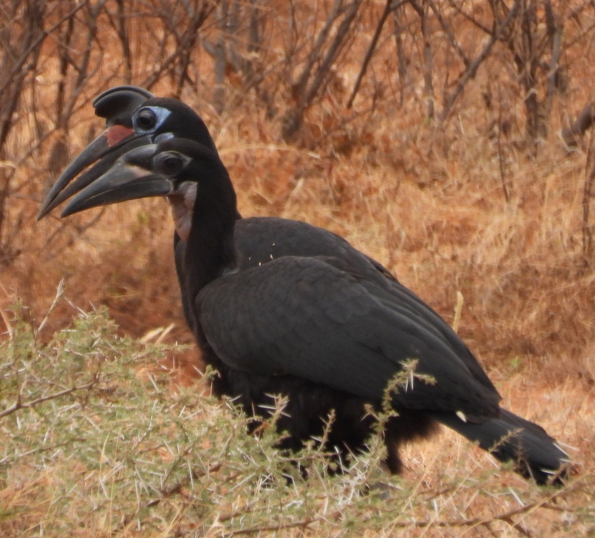 Abyssinian Ground-Hornbill - ML623101358