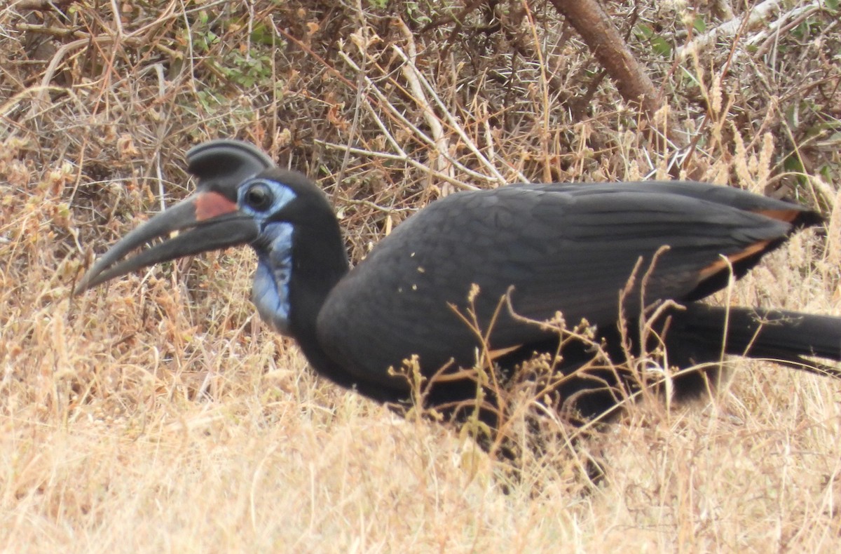 Abyssinian Ground-Hornbill - ML623101361