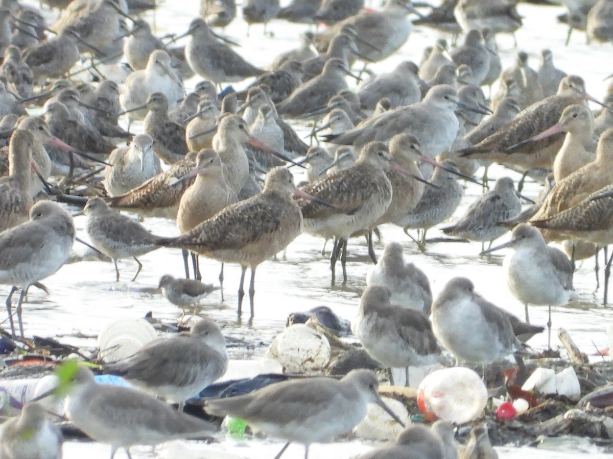 Marbled Godwit - ML623101370