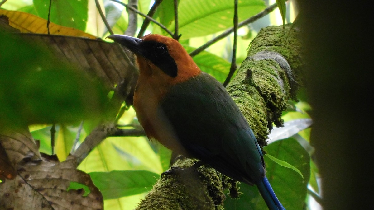 Rufous Motmot - ML623101390