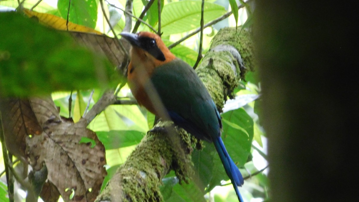 Rufous Motmot - ML623101393