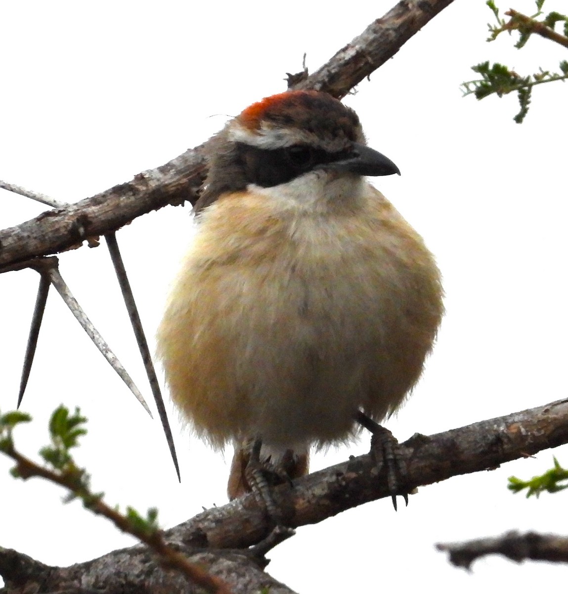 Red-naped Bushshrike - ML623101398