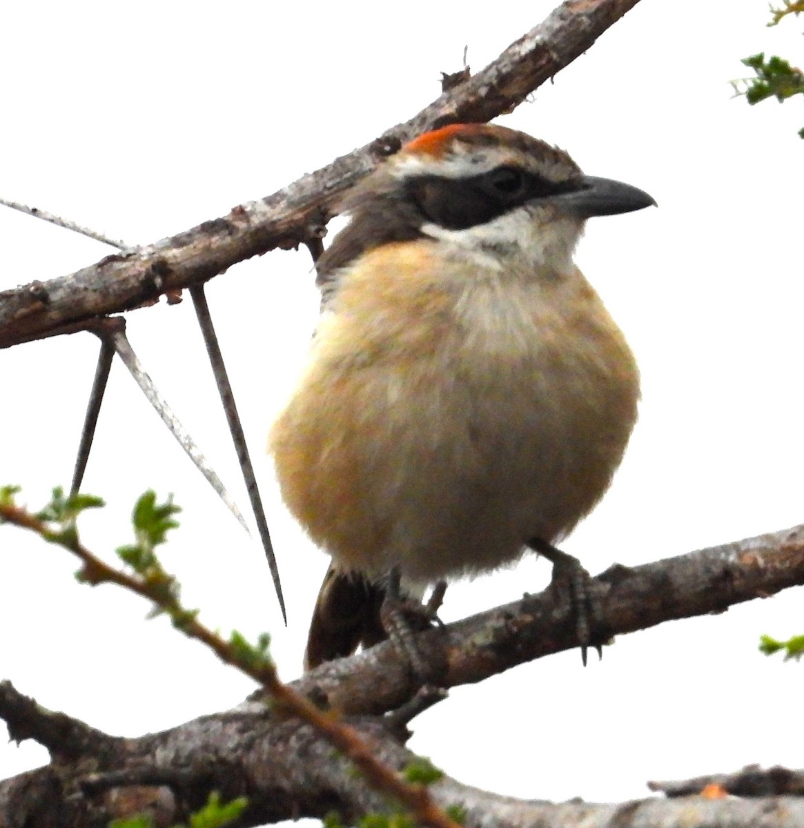 Red-naped Bushshrike - ML623101399