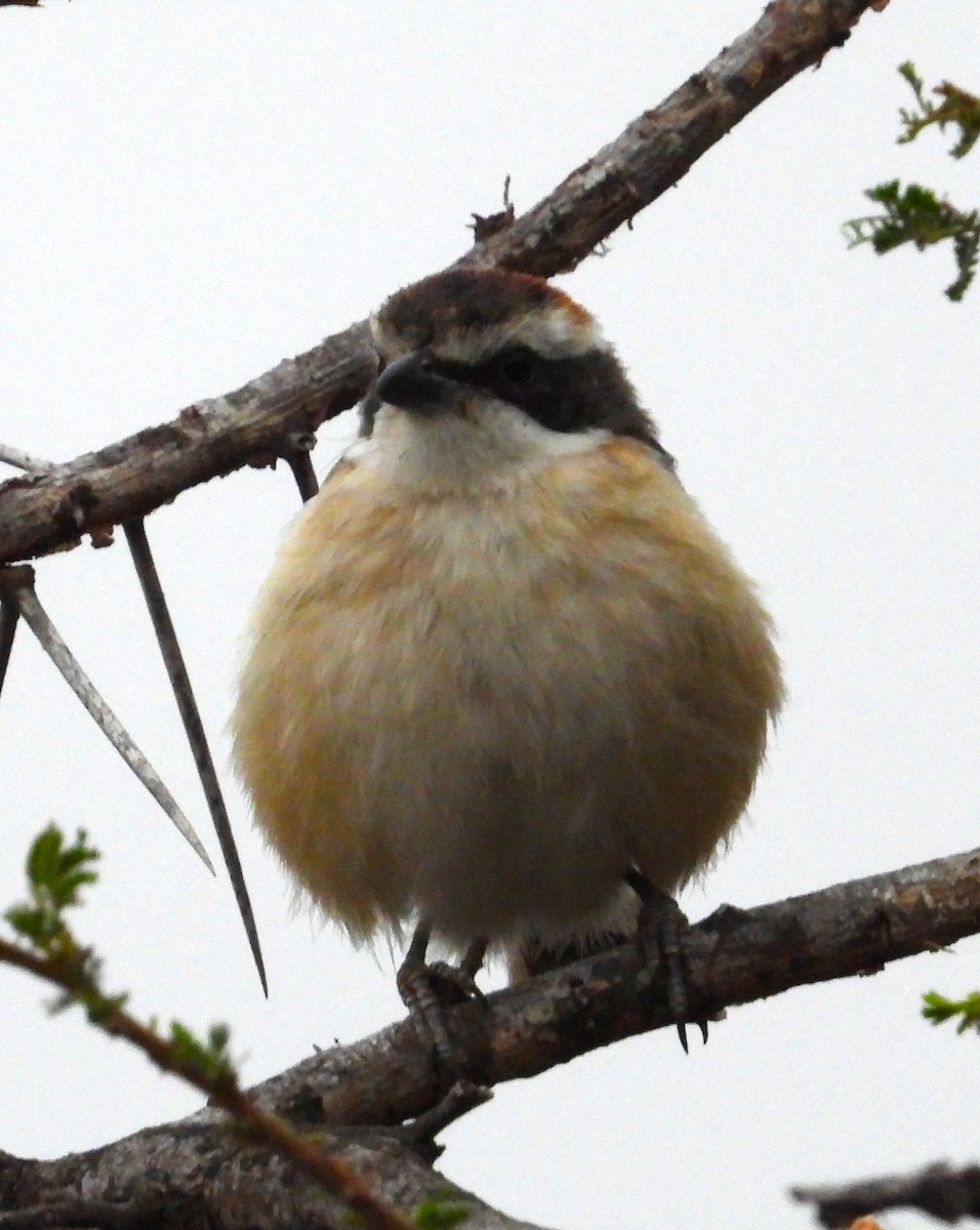 Red-naped Bushshrike - ML623101400