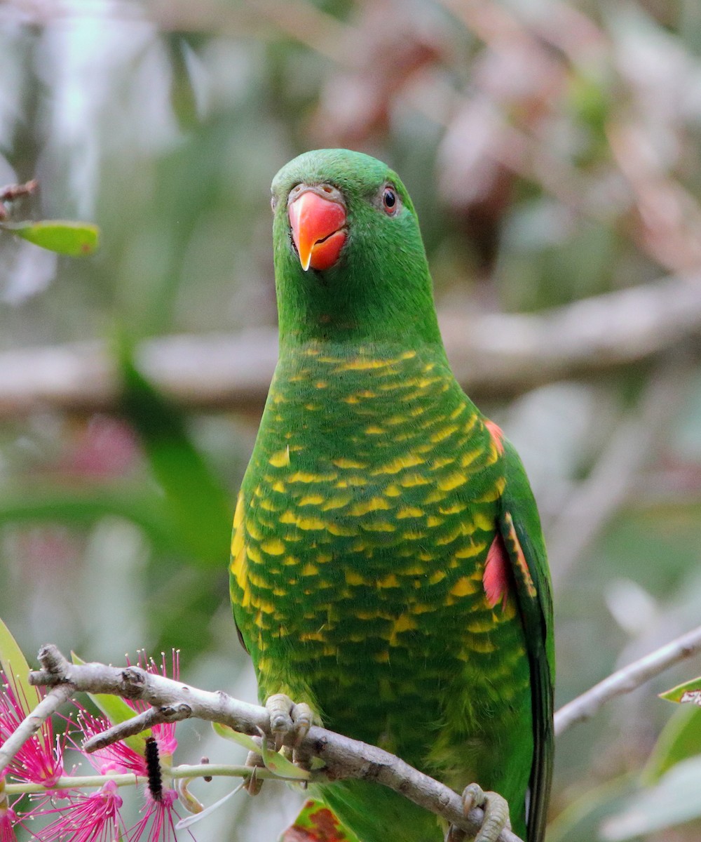 Scaly-breasted Lorikeet - ML623101407