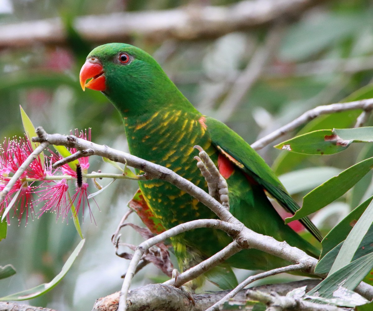 Scaly-breasted Lorikeet - ML623101408