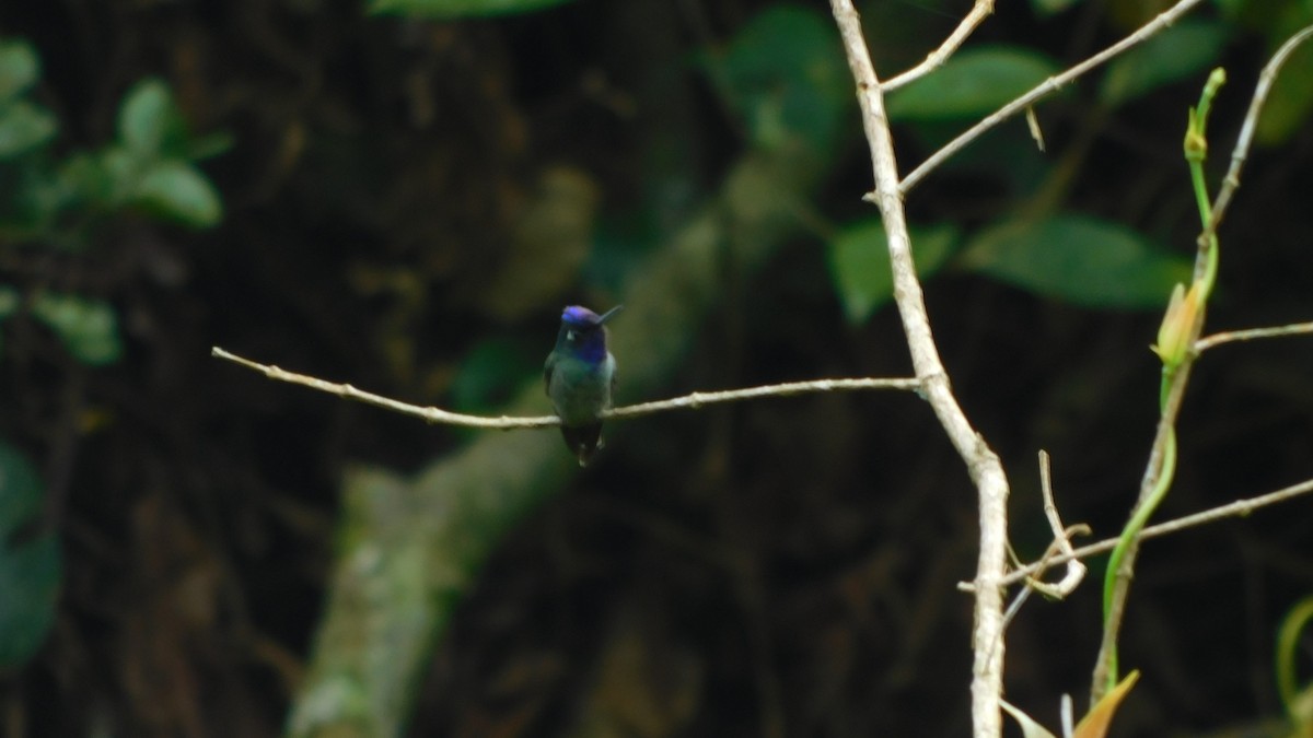 Violet-headed Hummingbird - ML623101410