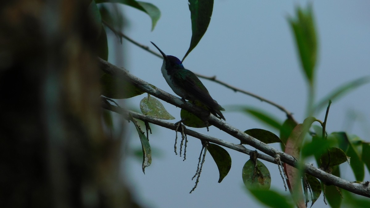 Andean Emerald - ML623101415