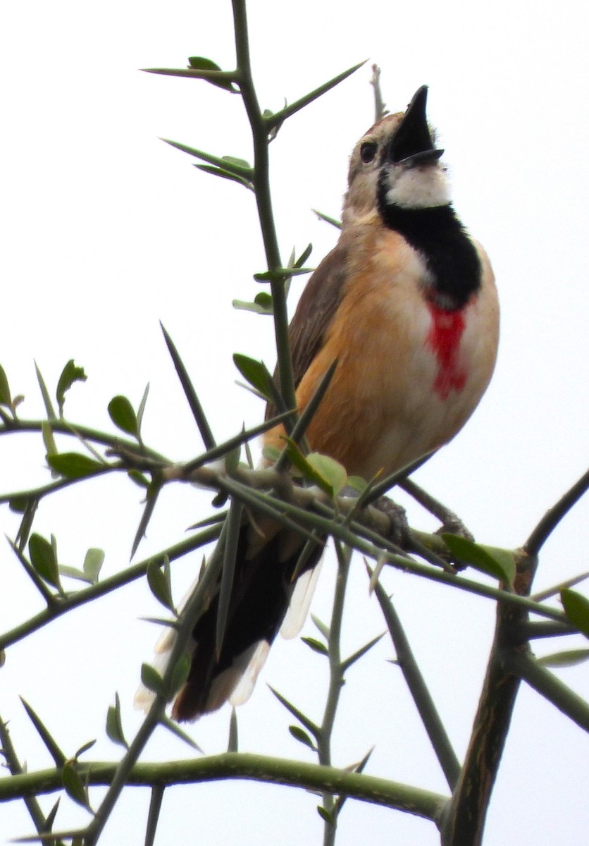 Rosy-patched Bushshrike - ML623101418