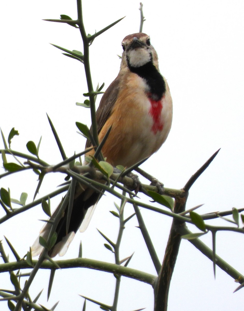 Rosy-patched Bushshrike - Rafael Berlanga