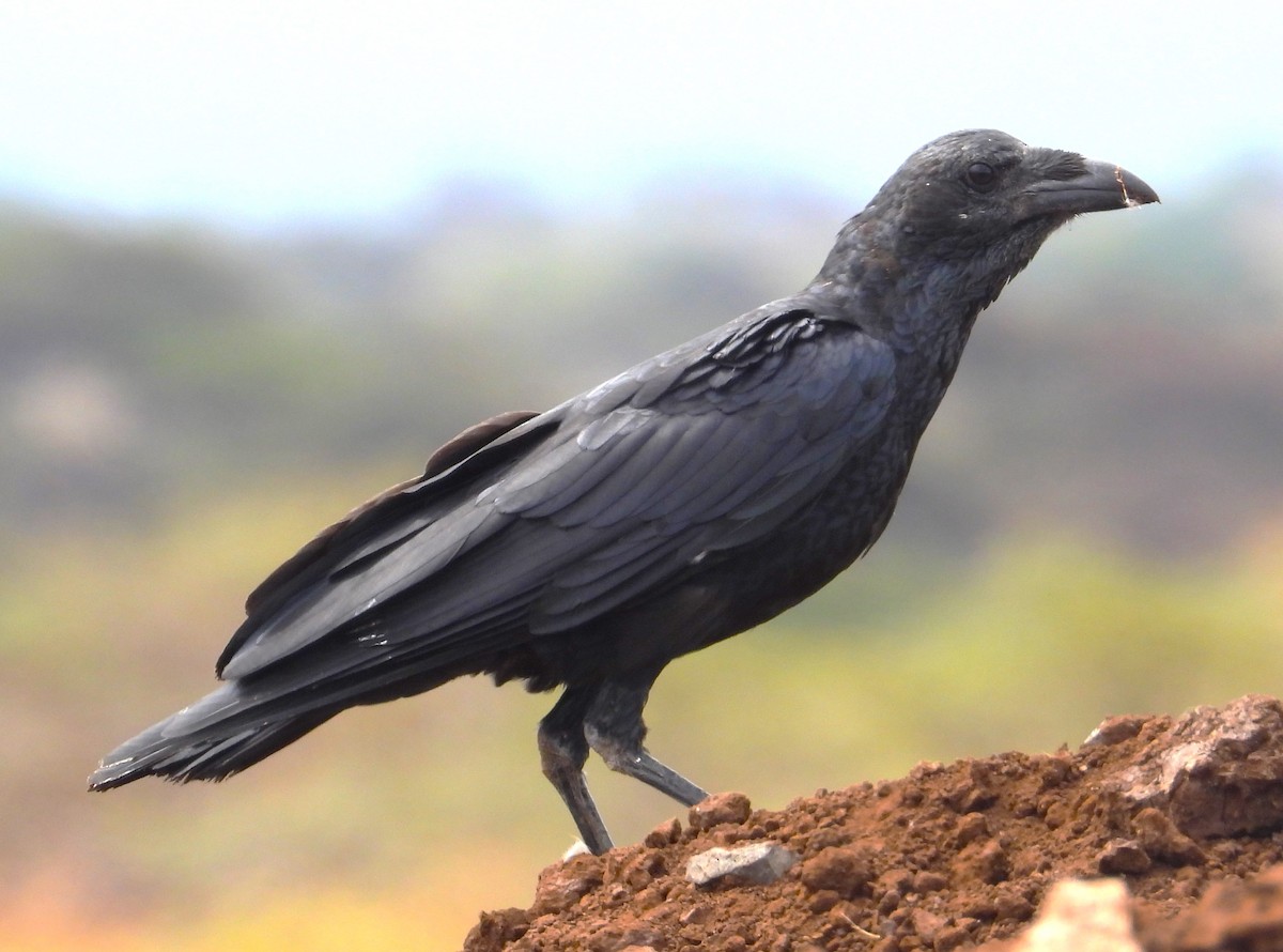 Somali Crow - ML623101460