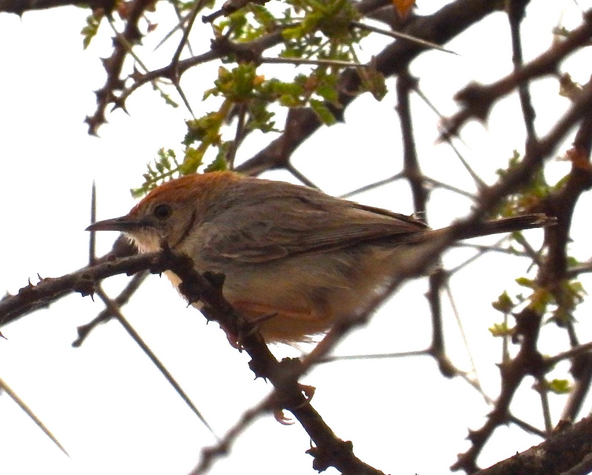 Tiny Cisticola - ML623101471