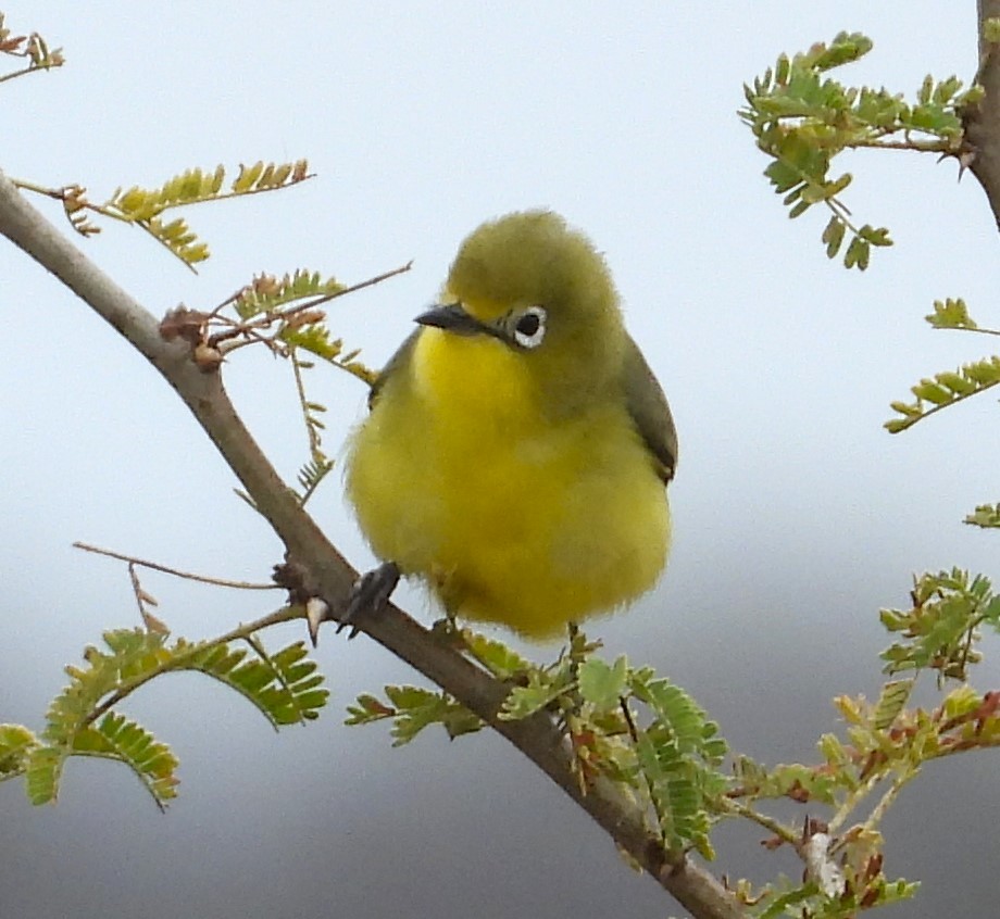 Pale White-eye - ML623101479