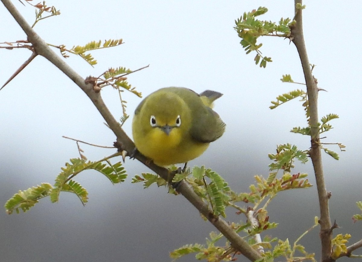 Pale White-eye - ML623101480