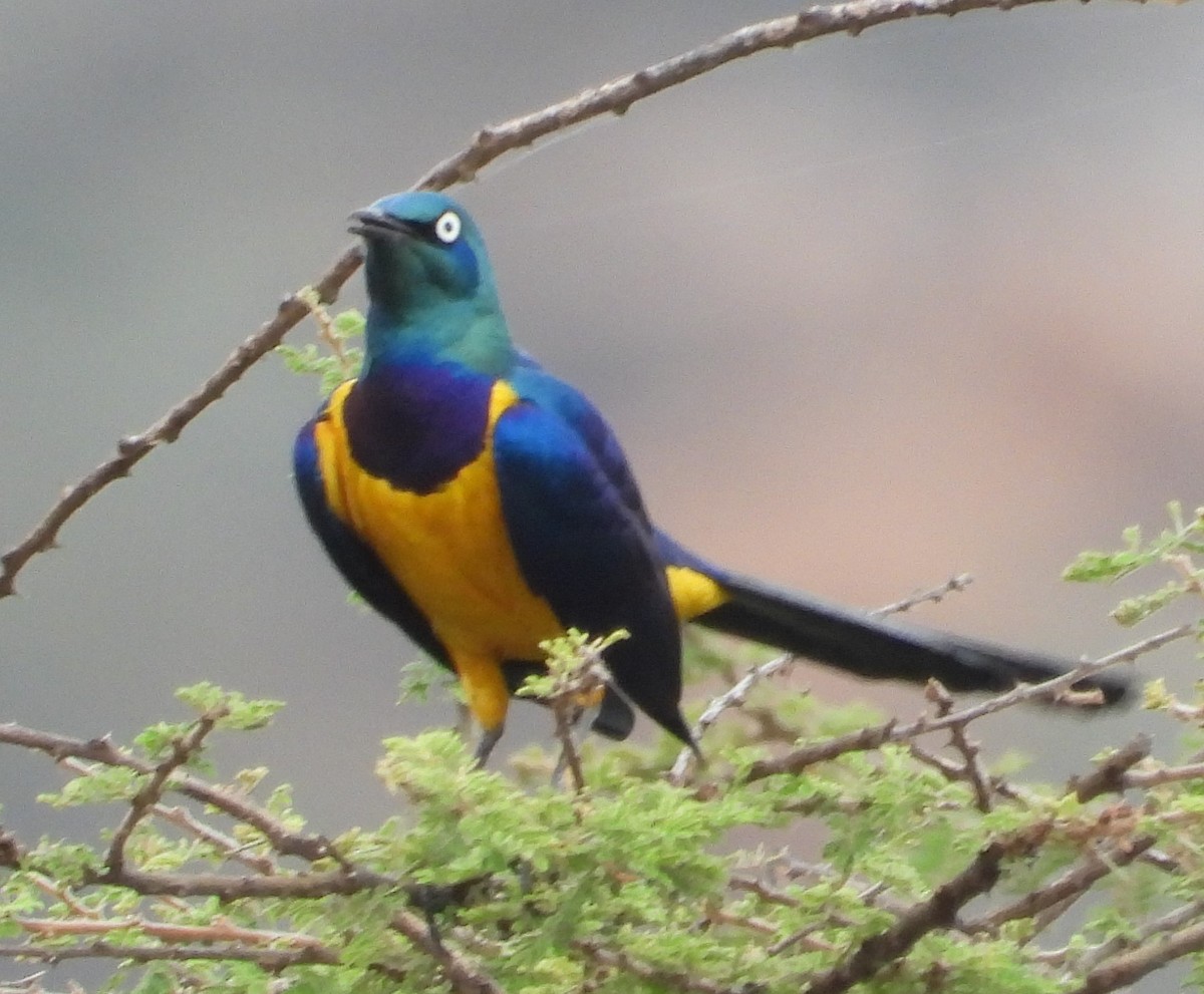 Golden-breasted Starling - ML623101484