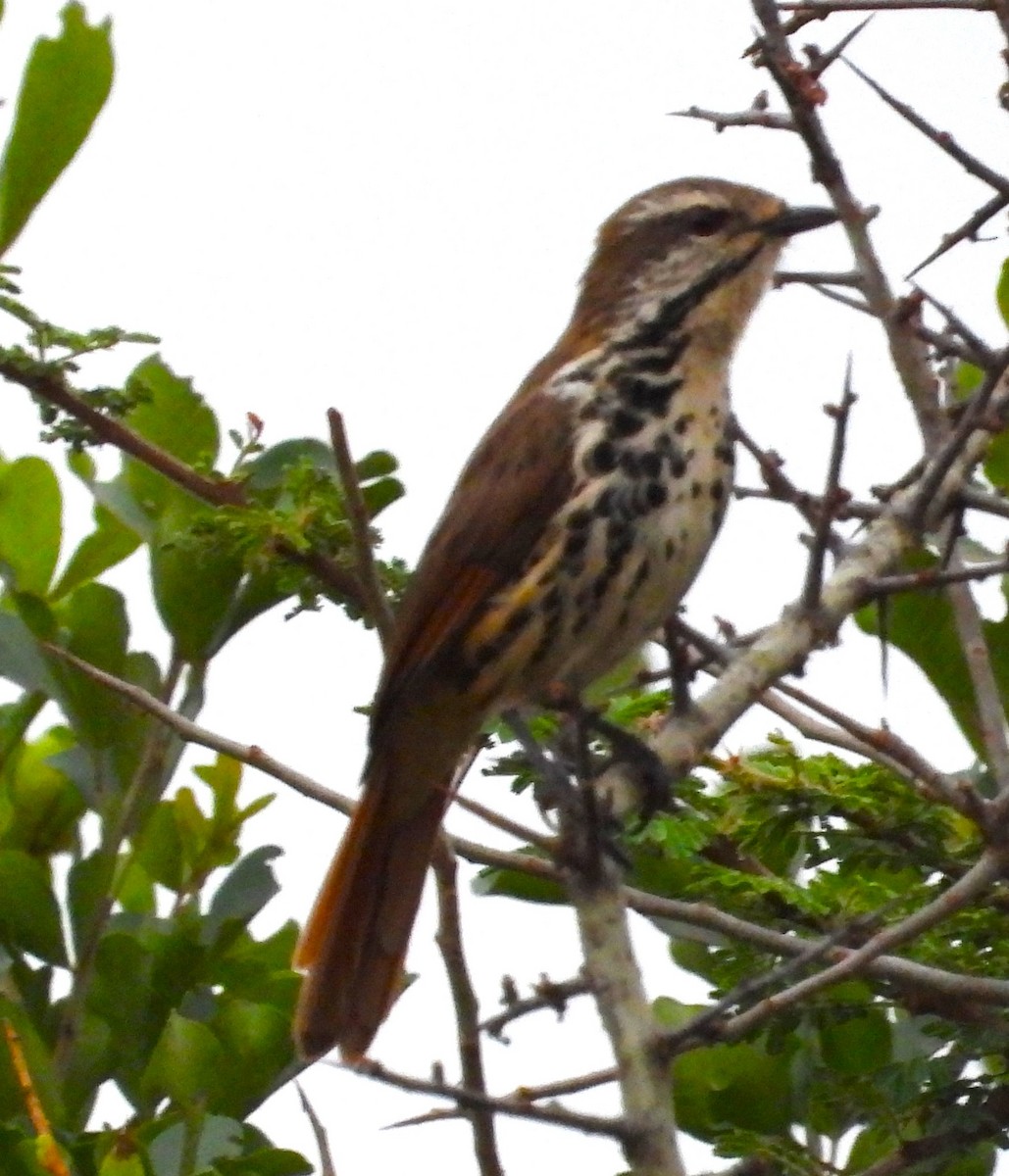 Spotted Morning-Thrush - ML623101490