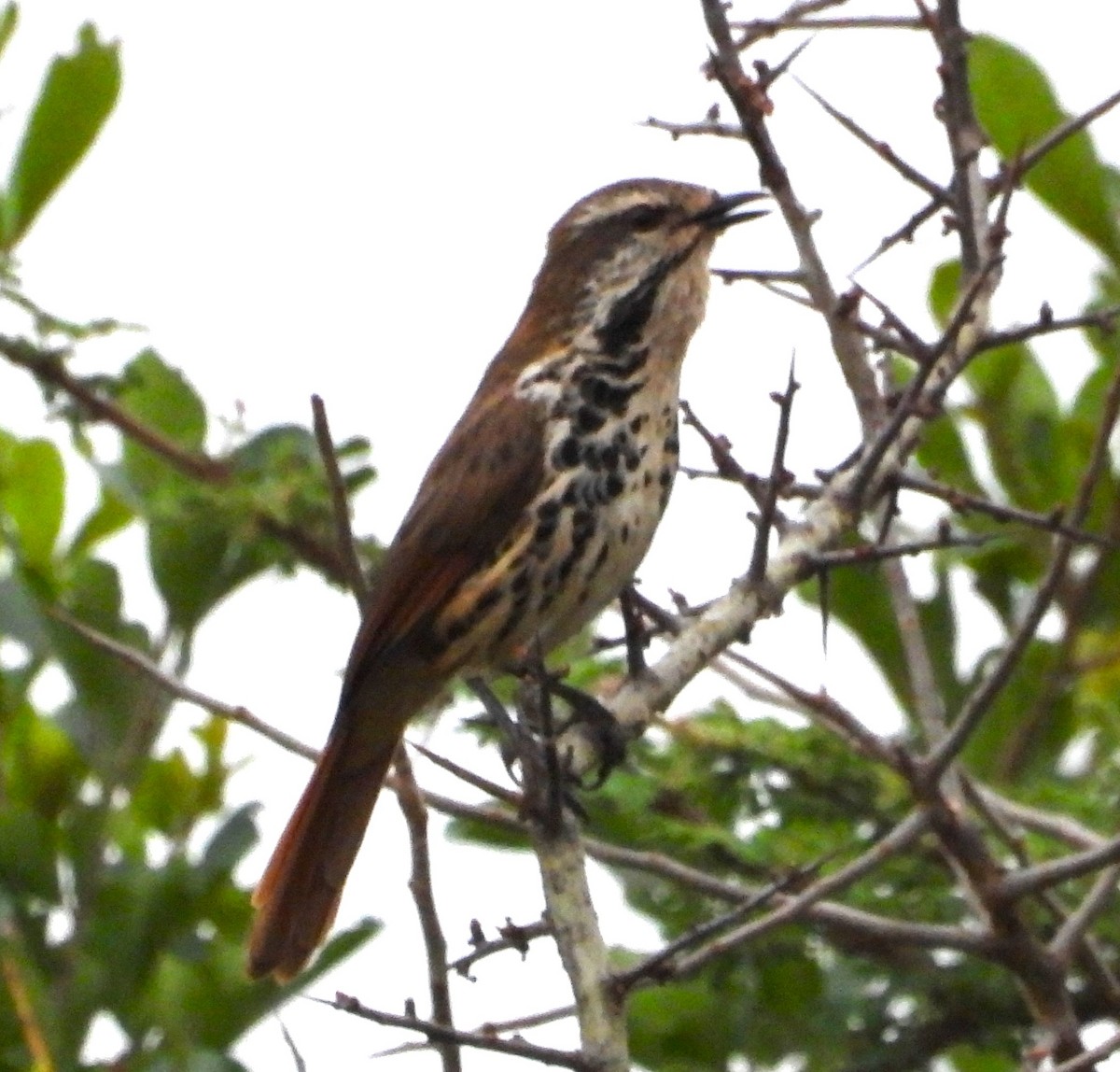 Spotted Morning-Thrush - Rafael Berlanga