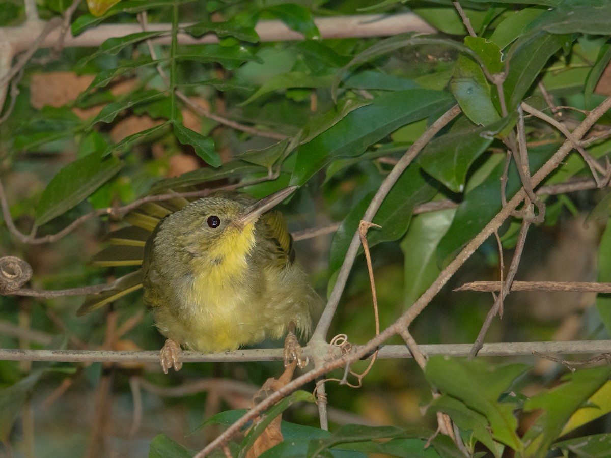 Uzun Gagalı Ötleğen - ML623101497