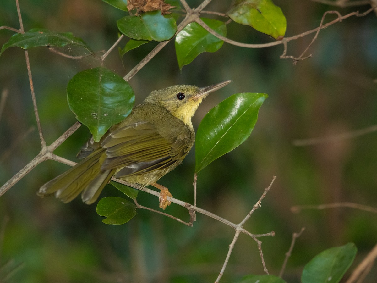 Uzun Gagalı Ötleğen - ML623101498