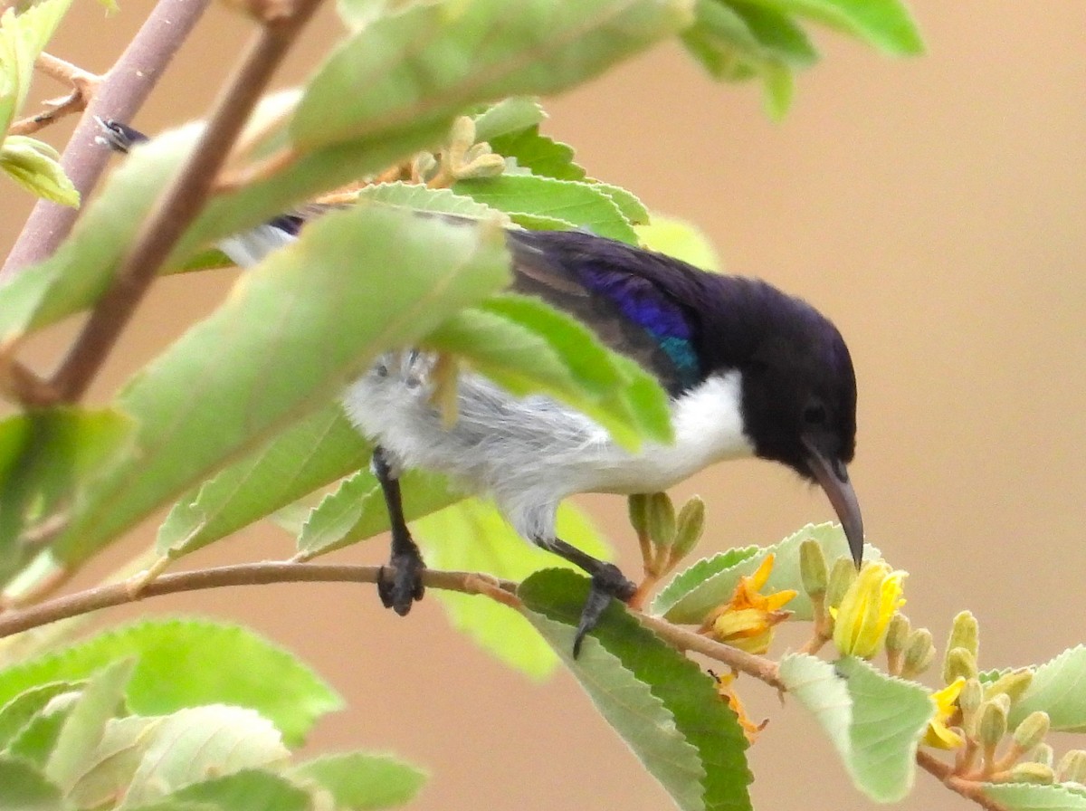 Eastern Violet-backed Sunbird - ML623101504