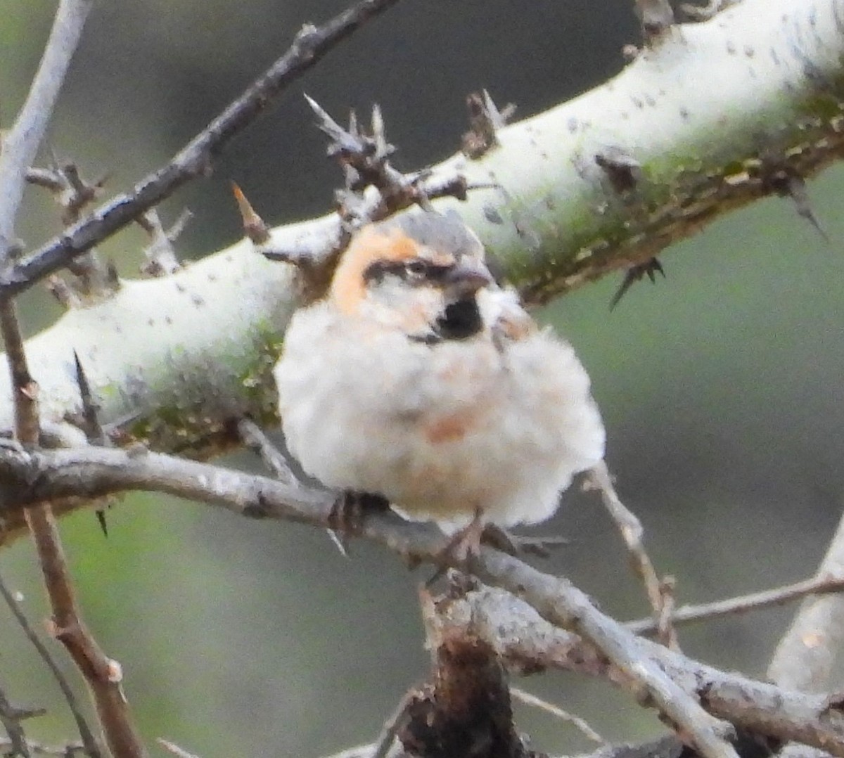 Shelley's Rufous Sparrow - ML623101524