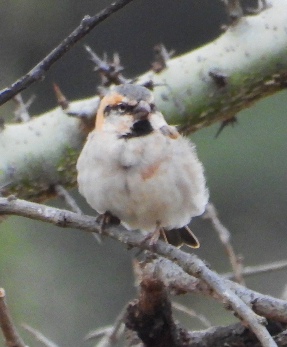 Shelley's Rufous Sparrow - ML623101525