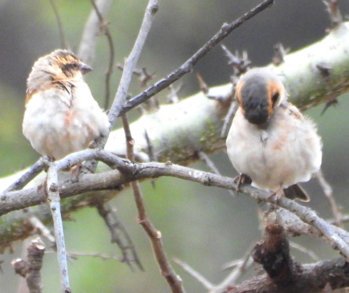 Shelley's Rufous Sparrow - ML623101526