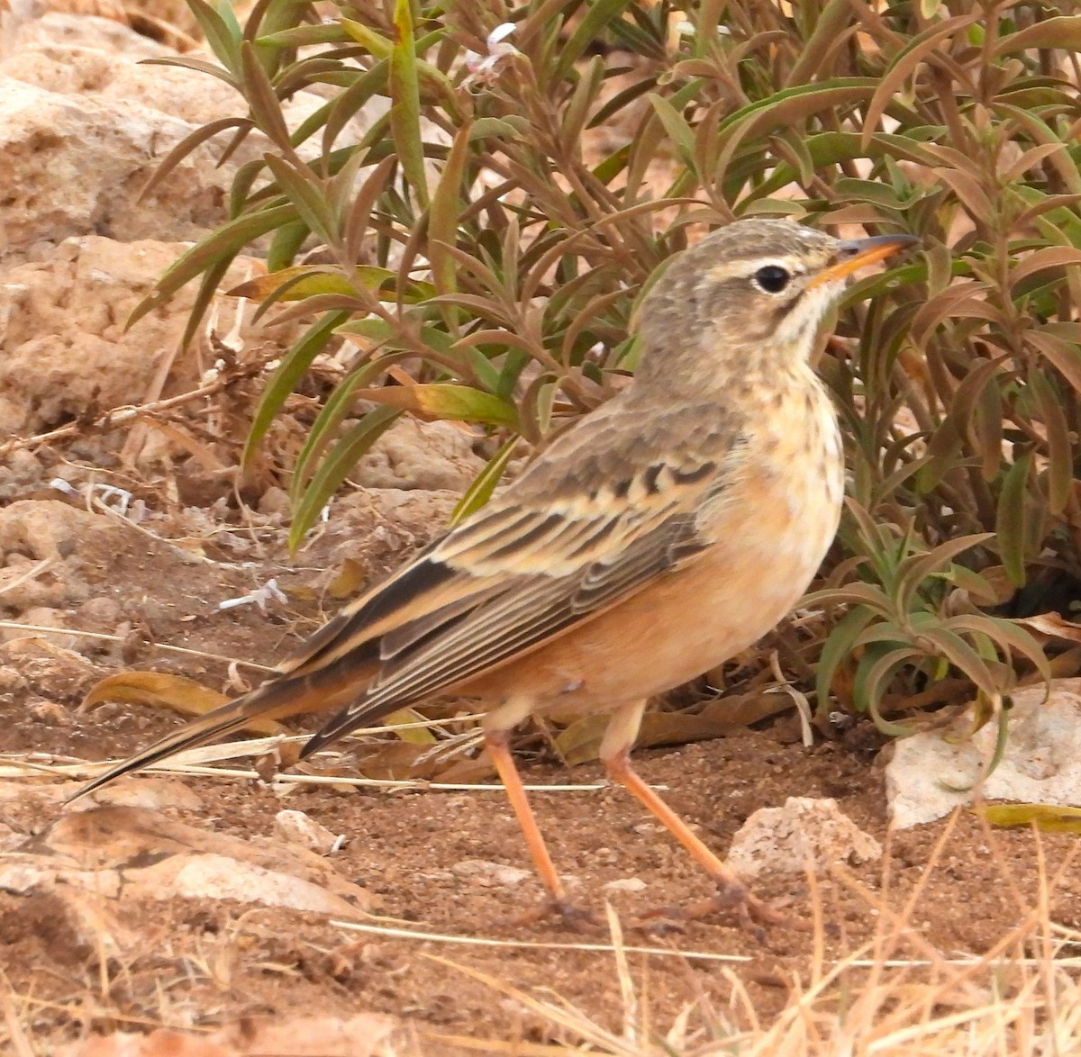 African Pipit - ML623101532