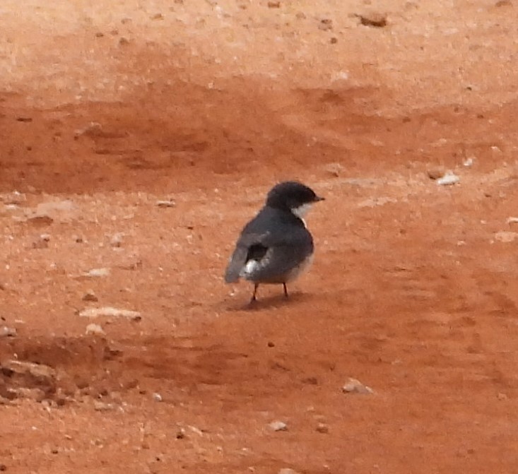 White-tailed Swallow - ML623101557