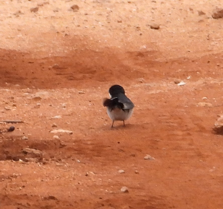 White-tailed Swallow - ML623101558