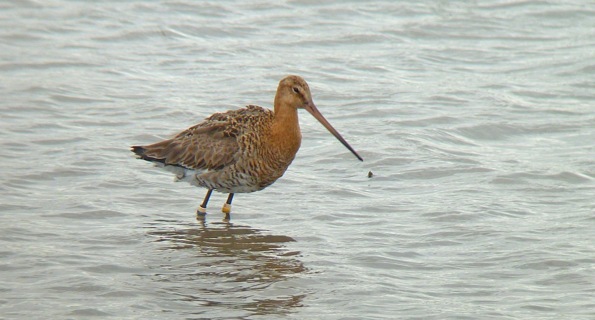 Грицик великий (підвид limosa) - ML623101566