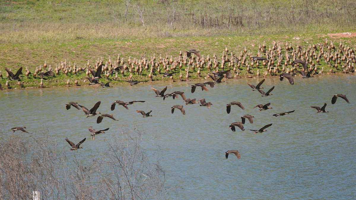 Plumed Whistling-Duck - ML623101603