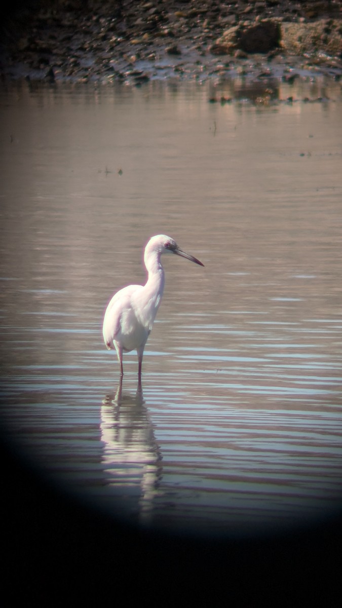 Little Blue Heron - ML623101604