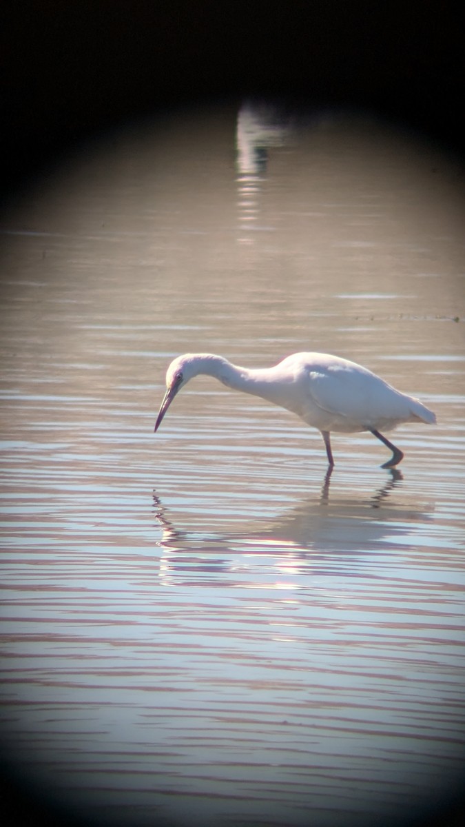 Little Blue Heron - ML623101605