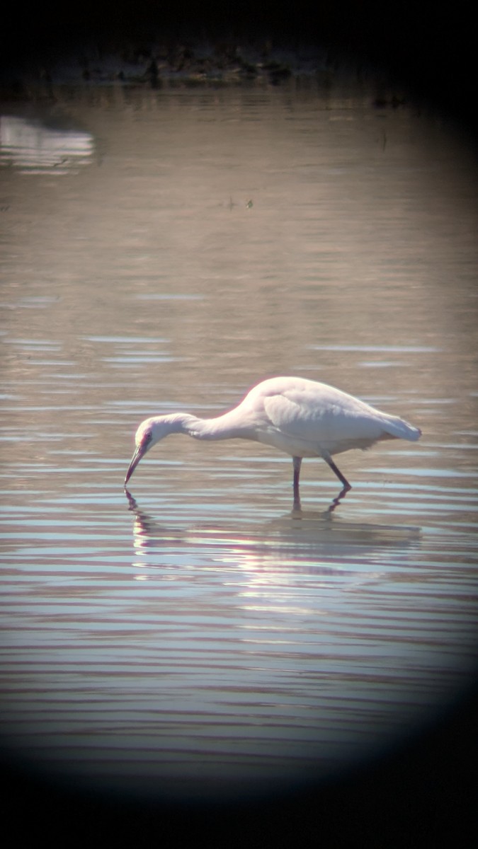 Little Blue Heron - ML623101606