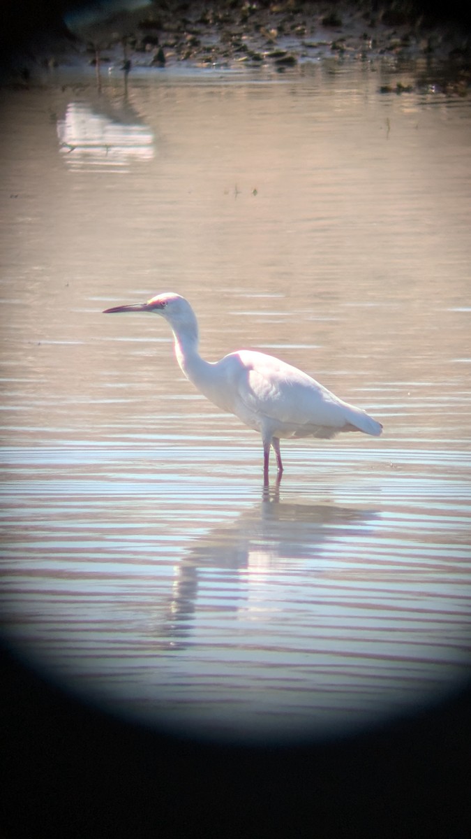 Little Blue Heron - ML623101607