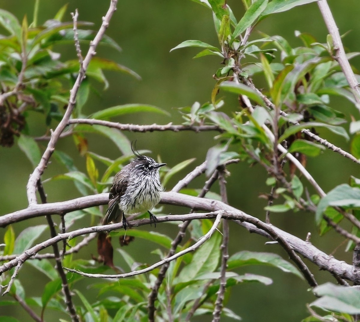 guløyemeisetyrann - ML623101620