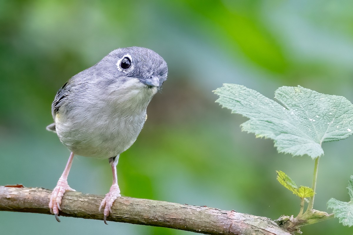 Green Shrike-Babbler - ML623101708