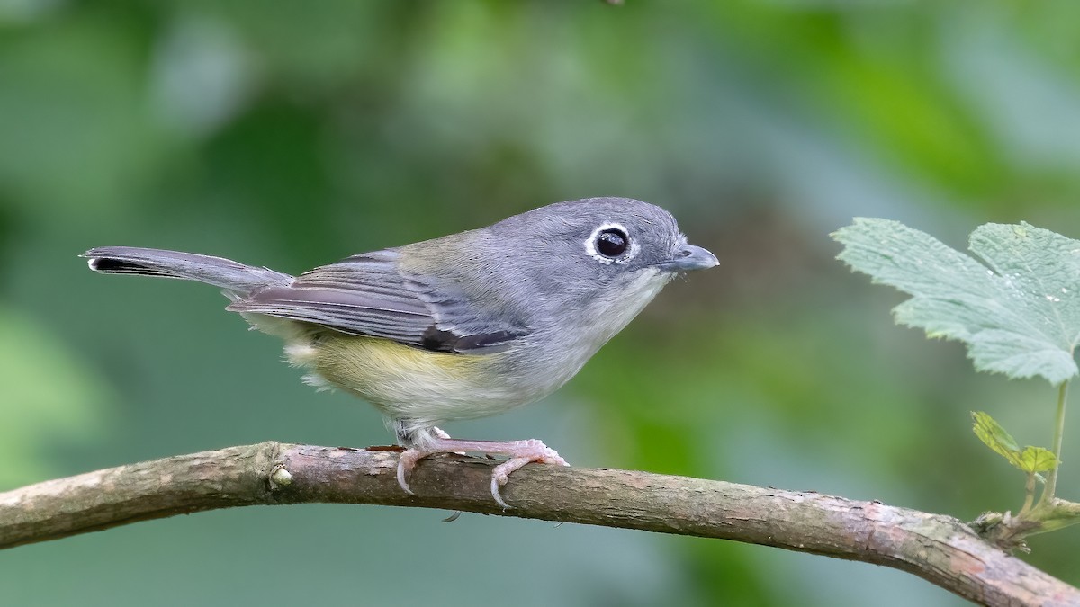 Green Shrike-Babbler - ML623101709