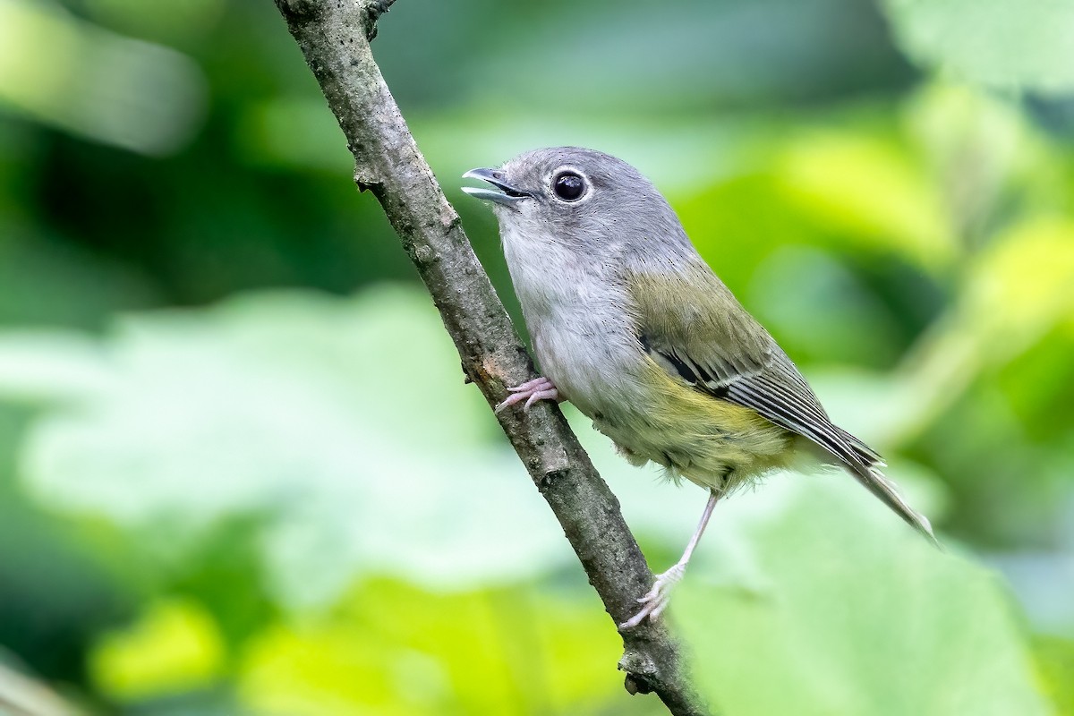 Green Shrike-Babbler - ML623101710