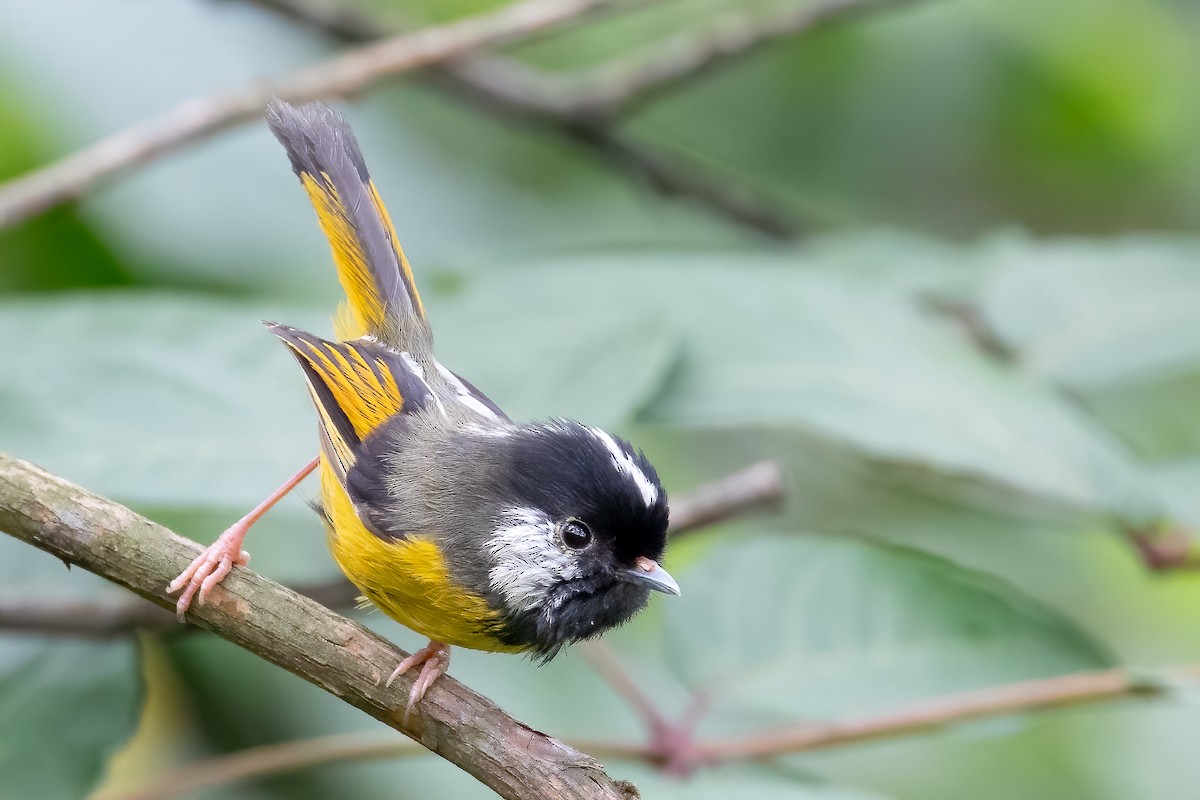 Golden-breasted Fulvetta - ML623101711