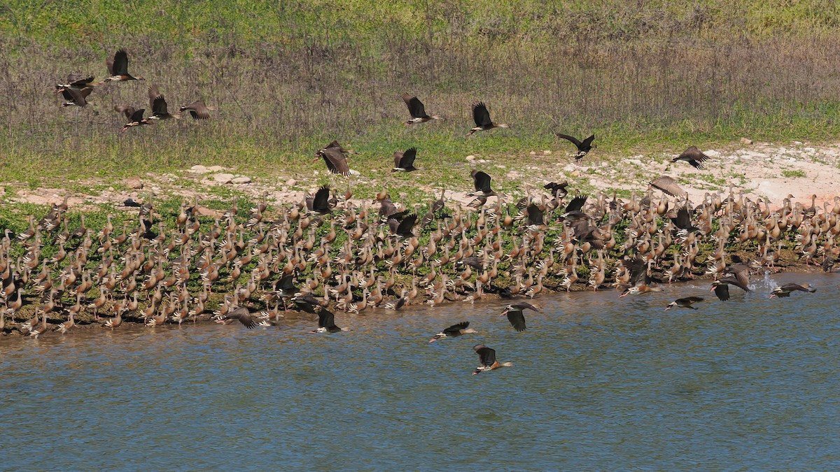 Plumed Whistling-Duck - ML623101728