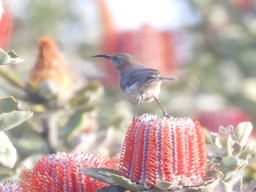 Western Spinebill - ML623101732