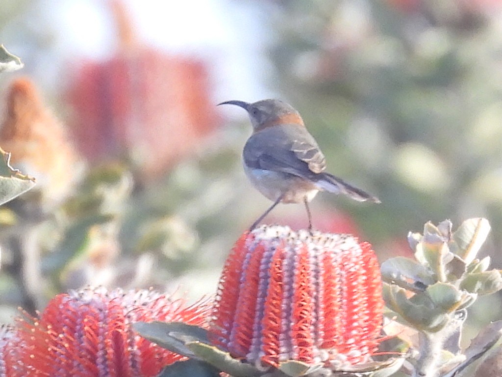 Western Spinebill - ML623101733