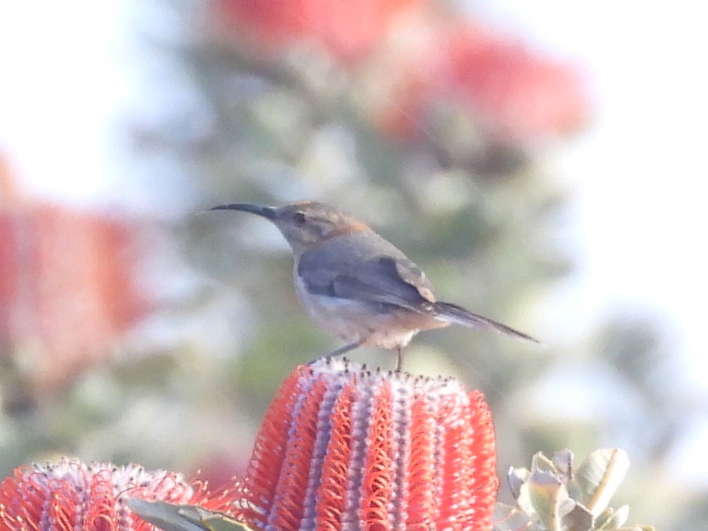 Western Spinebill - ML623101734