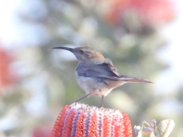 Western Spinebill - ML623101735