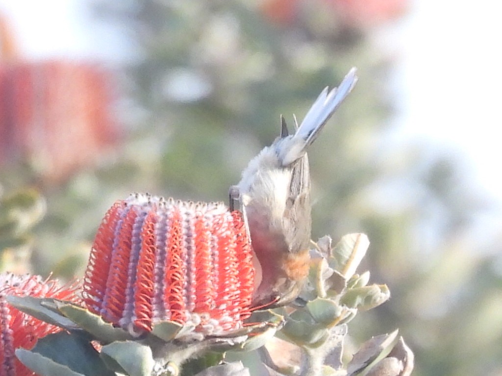 Western Spinebill - ML623101736