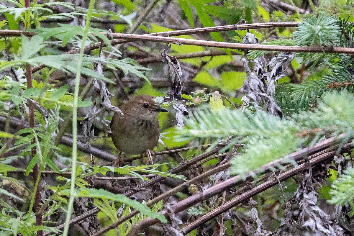 Baikal Bush Warbler - ML623101738