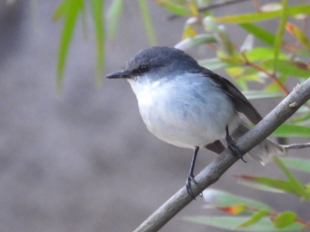 White-breasted Robin - Scott Fox