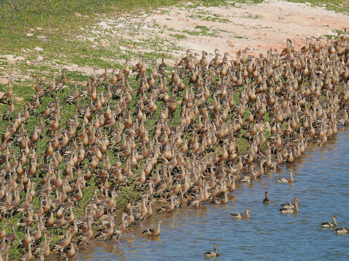 Plumed Whistling-Duck - ML623101815